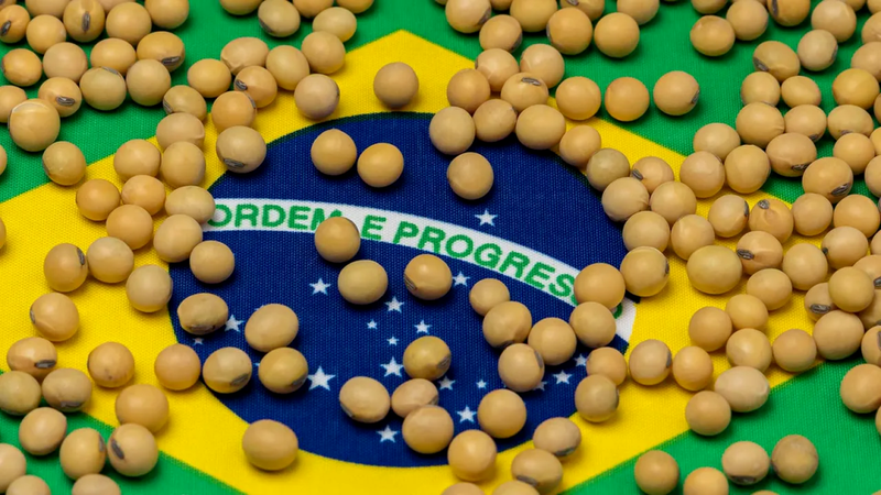 Trung Quốc đã quay sang Brazil để thay cho đậu nành Mỹ. Ảnh: QQnews. Trung Quốc tim sang Brazil.png