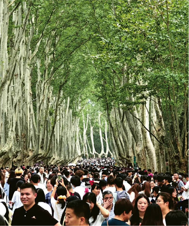 Đại lộ Ngô Đồng - một thắng cảnh ở Nam Kinh ngày 1/10 không chỗ chen chân. Ảnh: Sina. Dai lo Ngo Dong Nam Kinh.png