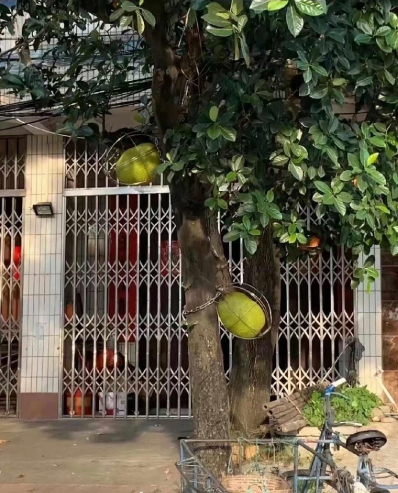 Ngoài xe máy ra, mít cũng là thứ được gia chủ cẩn thận bọc lồng sắt và xích cẩn thận (Ảnh: Weibo). IMG_1422.PNG