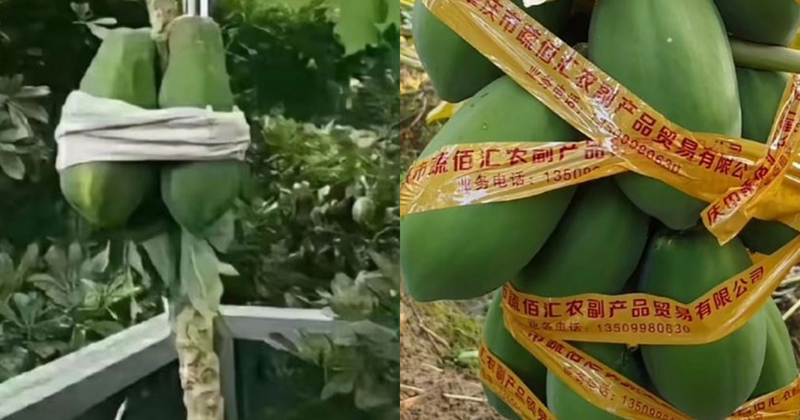 Đu đủ còn xanh nên được bọc lại với nhau bằng vải hoặc băng dính lại với nhau (Ảnh: Weibo). nguoi-dan-can-than-buoc-du-du-truoc-con-bao-07543161.png