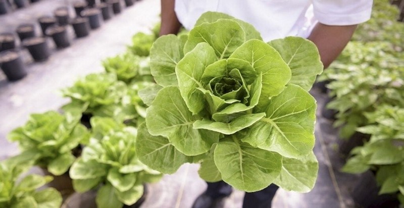 Pigmentum, công ty khởi nghiệp của Israel đã canh tác rau diếp biến đổi gen để tạo ra sữa và những sản phẩm từ sữa khác. Ảnh NoCamels Pigmentum, công ty khởi nghiệp của Israel đã canh tác rau diếp biến đổi gen để tạo ra sữa và những sản phẩm từ sữa khác. Ảnh NoCamels