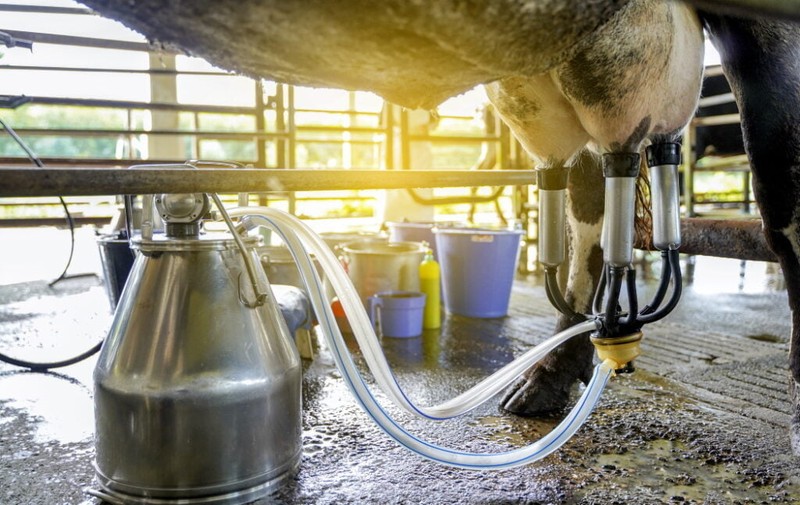 Thuốc kháng sinh được sử dụng rộng rãi để ngăn ngừa nhiễm trùng bầu vú ở đàn bò sữa. Ảnh NoCamels