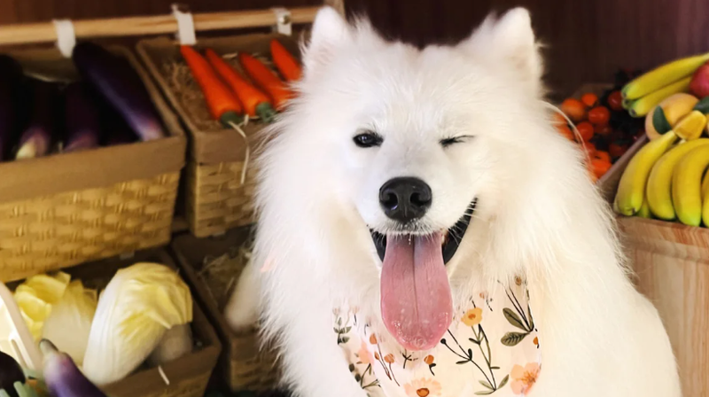 Chú chó Samoyed 2 tuổi, có tên là OK, có một "công việc" bán thời gian tại một quán cà phê dành cho chó (Ảnh: CNN)