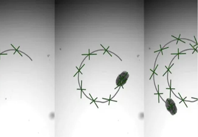 Thiết bị Aggrebot dưới kính hiển vi. Ảnh: Interesting Engineering. Capture.PNG
