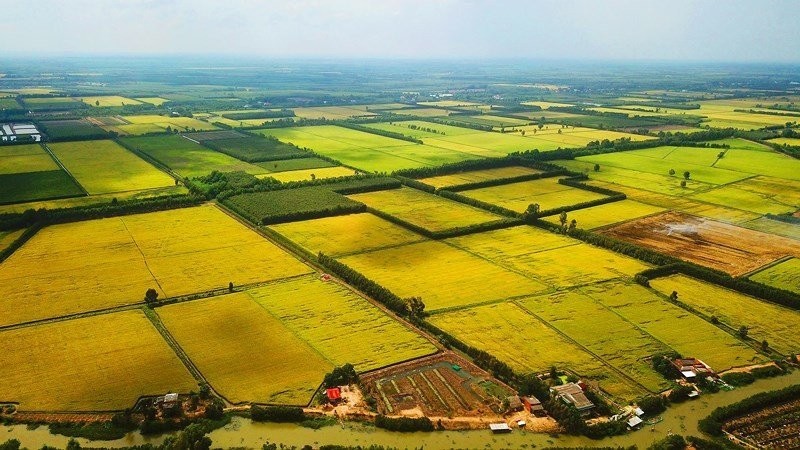 Luật Đất đai mở rộng đối tượng được nhận chuyển nhượng đất trồng lúa cho cá nhân không trực tiếp sản xuất nông nghiệp trong hạn mức được giao đất. z5675865302660-ee6015e5575356a9ad7d0ca400c060df-4282.jpg