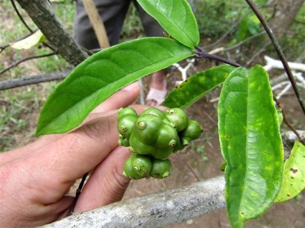 Ba kích trồng tại Khu bảo tồn thiên nhiên Pù Hu, Thanh Hoá (ảnh: Quỳnh Trâm)