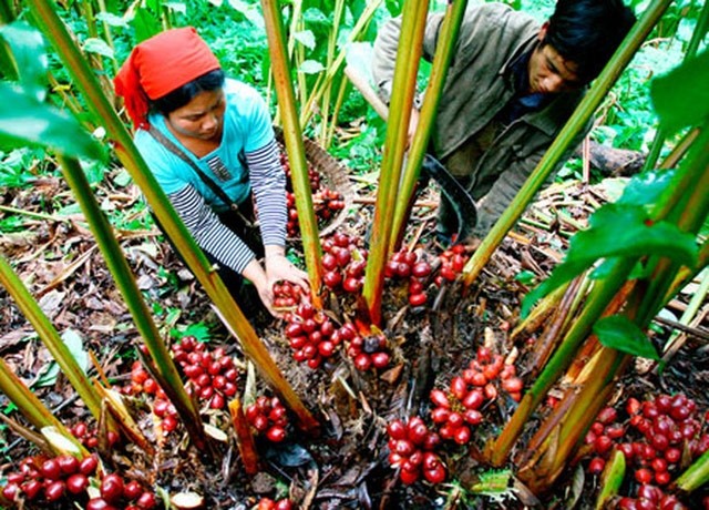 Thảo quả là một trong các cây dược liệu quý được phát triển mạnh ở Điện Biên (ảnh: Dienbienphu)