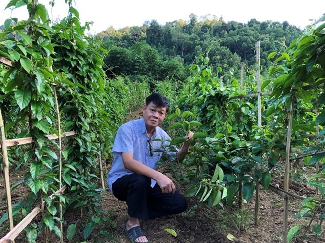 PGS.TS. Trần Văn Ơn trong các chuyến thực tế nghiên cứu về cây dây thìa canh tại các địa phương