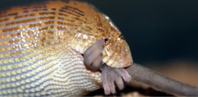 Đến lúc ăn trông cũng thộn!