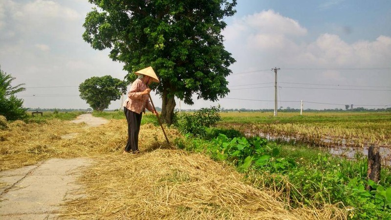 Rơm rạ khi bị mắc vào gầm xe, nguy cơ gây cháy là rất cao Rơm rạ khi bị mắc vào gầm xe, nguy cơ gây cháy là rất cao