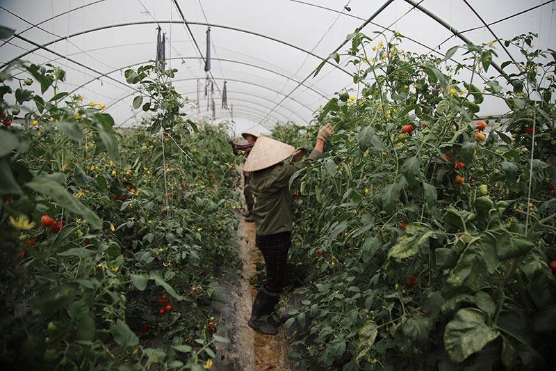 Sản phẩm bán ra được tiêu thụ hết và không bị ép giá Sản phẩm bán ra được tiêu thụ hết và không bị ép giá