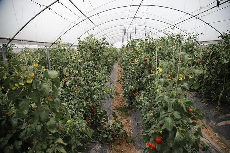 Vườn rau sạch mang lại nguồn thu cao mỗi năm Vườn rau sạch mang lại nguồn thu cao mỗi năm