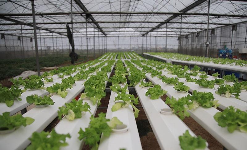 Trồng rau theo mô hình ứng dụng công nghệ cao Trồng rau theo mô hình ứng dụng công nghệ cao