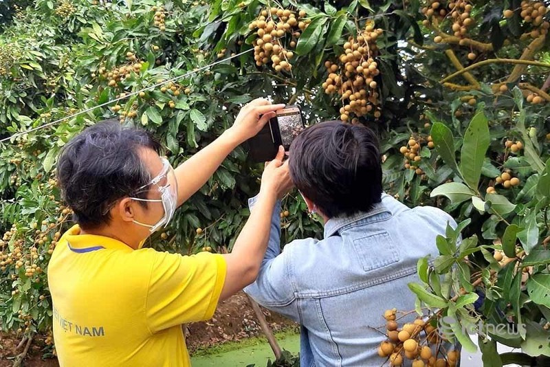 Bên cạnh trực tiếp "cầm tay chỉ việc", nhân viên các sàn TMĐT còn tận dụng các kênh online để hướng dẫn các hộ nông dân. Bên cạnh trực tiếp "cầm tay chỉ việc", nhân viên các sàn TMĐT còn tận dụng các kênh online để hướng dẫn các hộ nông dân.