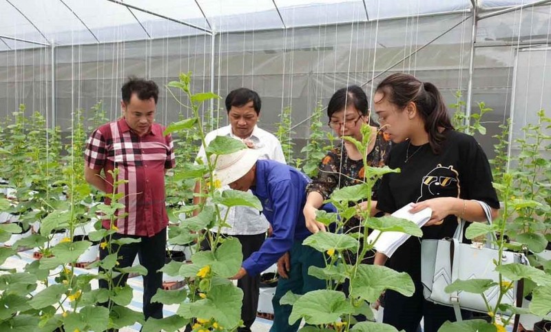 Cán bộ Sở KH&CN tư vấn, hướng dẫn người dân áp dụng các mô hình nông nghiệp thông minh vào sản xuất. Cán bộ Sở KH&CN tư vấn, hướng dẫn người dân áp dụng các mô hình nông nghiệp thông minh vào sản xuất.