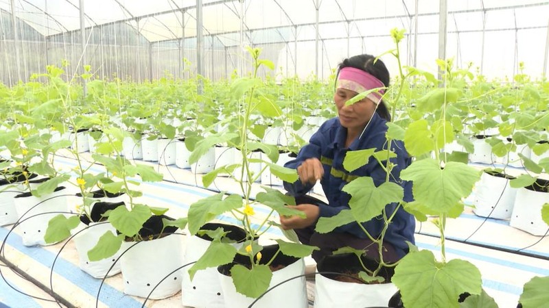 Mô hình tưới nhỏ giọt tự động ứng dụng từ công nghệ thủy canh Israel đã góp phần nâng cao hiệu quả trồng dưa lưới tại Công ty CP Thương mại và Xây dựng Đầm Hà. Mô hình tưới nhỏ giọt tự động ứng dụng từ công nghệ thủy canh Israel đã góp phần nâng cao hiệu quả trồng dưa lưới tại Công ty CP Thương mại và Xây dựng Đầm Hà.