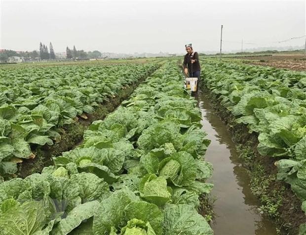 Chăm sóc rau cải thảo theo tiêu chuẩn VietGap tại hợp tác xã rau an toàn Vân Hội Xanh (Tam Dương, Vĩnh Phúc). (Ảnh: Nguyễn Thảo/TTXVN)