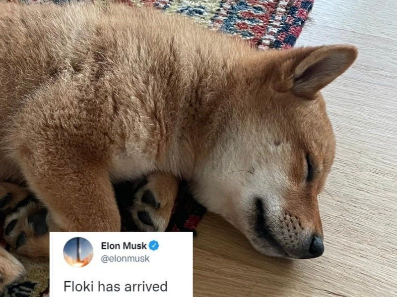 Hình ảnh chú chó Floki của Elon Musk