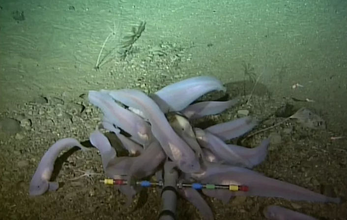 Cá “ma” snailfish sống ở rãnh Kermadec. Ảnh: Newsweek.