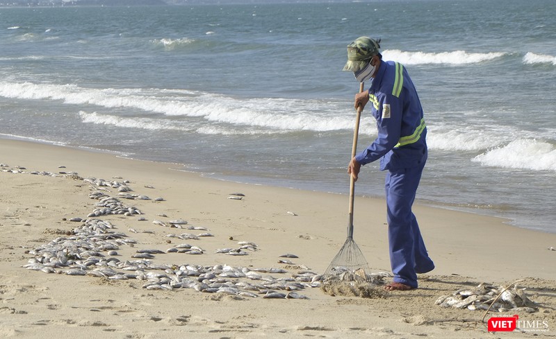 Lực lượng công nhân nỗ lực thu dọn cá chết tấp vào bờ Lực lượng công nhân nỗ lực thu dọn cá chết tấp vào bờ