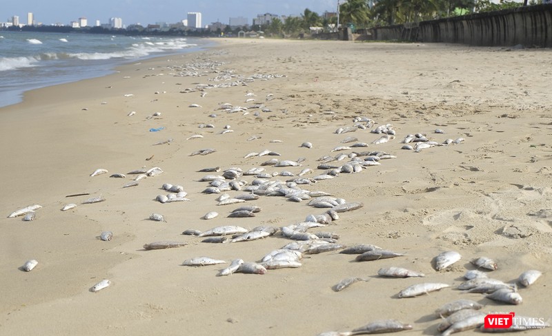 Cá chết dạt vào bờ biển ở Đà Nẵng Cá chết dạt vào bờ biển ở Đà Nẵng