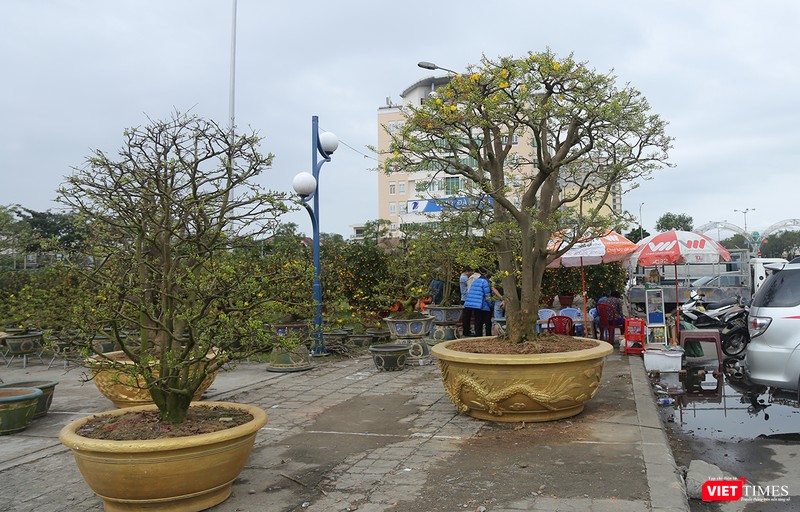 Chợ hoa xuân năm nay chứng kiến sự trở lại của cây mai vàng "giá khủng" Chợ hoa xuân năm nay chứng kiến sự trở lại của cây mai vàng "giá khủng"