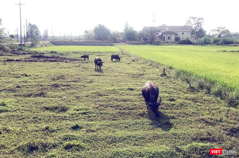 Đất nền tại khu vực huyện Hòa Vang bất ngờ "sốt" vì tin đồn thất thiệt. Đất nền tại khu vực huyện Hòa Vang bất ngờ "sốt" vì tin đồn thất thiệt.