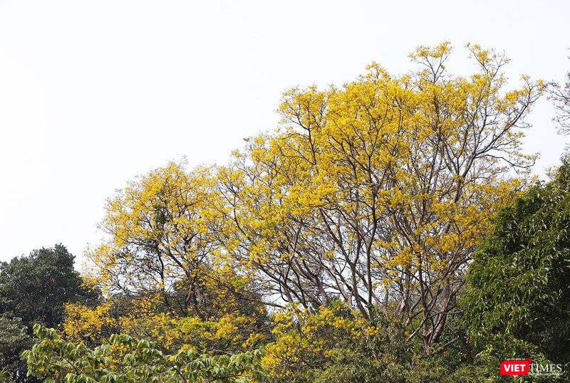 Cứ đến độ cuối tháng 3, đầu tháng 4 hàng năm là đến mùa lim xẹt. Khi những cánh hoa vàng ươm đầu tiên hé nở cũng là lúc những bầy linh trưởng kéo nhau về tận hưởng vị ngon ngọt của những cánh hoa.