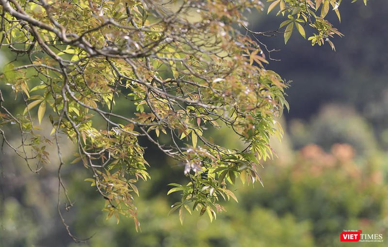 Sơn Trà vào thời khắc giao mùa