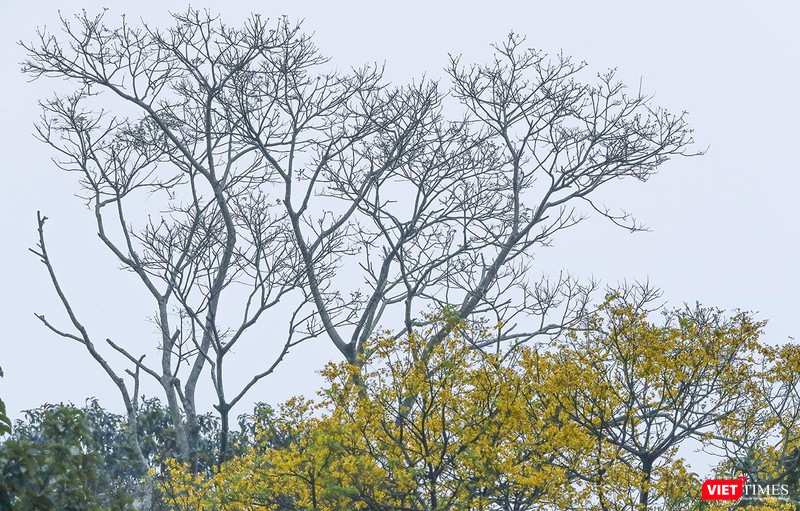 Mùa lim xẹt trỗ hoa