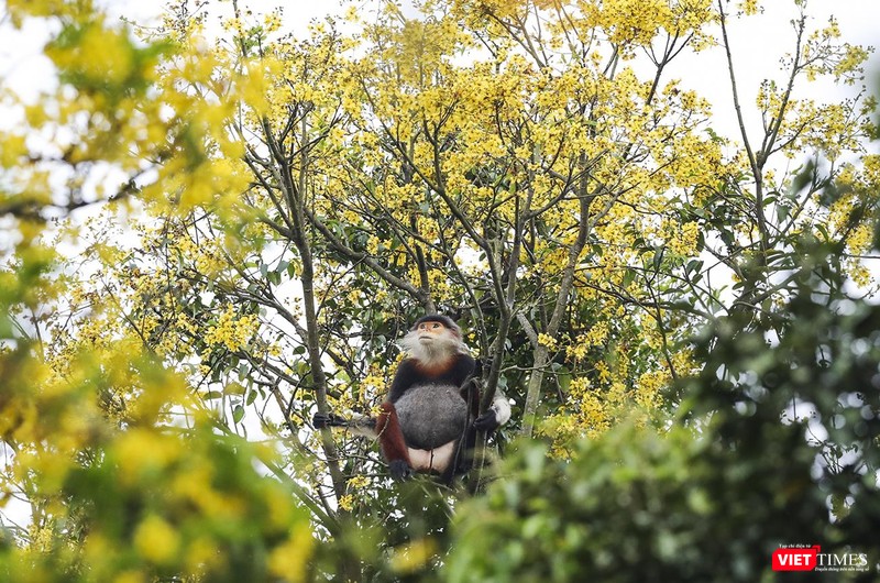 Hoa lim xẹt là thức ăn mà lloài voọc chà vá chân nâu ưa thích