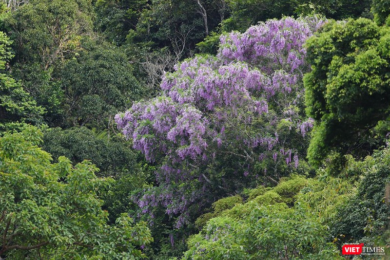 Một cây thàn mác đang khoe sắc