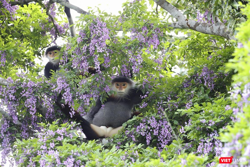 Và cũng như lim xẹt, hoa thàn mát là món khoái khẩu của loài linh trưởng voọc chà và chân nâu nơi đây. Từng đàn voọc chà vá kéo nhau về những cánh rừng thàn mát say sưa tận hưởng, để giới nhiếp ảnh xuýt xoa khi bấm được những khung hình đẹp.