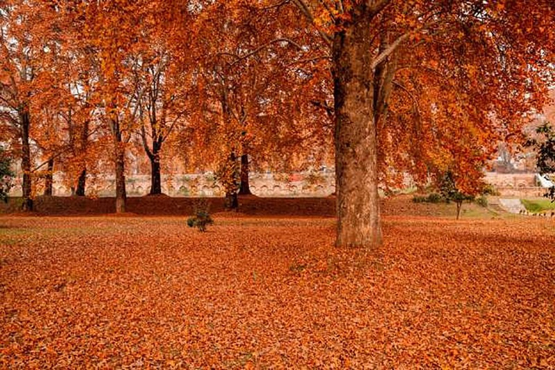 Srinagar, Ấn Độ nhuốm đỏ bởi màu lá của rừng cây Chinar (ảnh AAGGraphis)