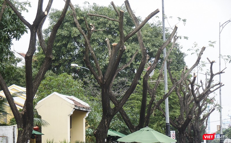 Cận cảnh cây xanh bị cắt cụt ngọn, trơ thân Cận cảnh cây xanh bị cắt cụt ngọn, trơ thân