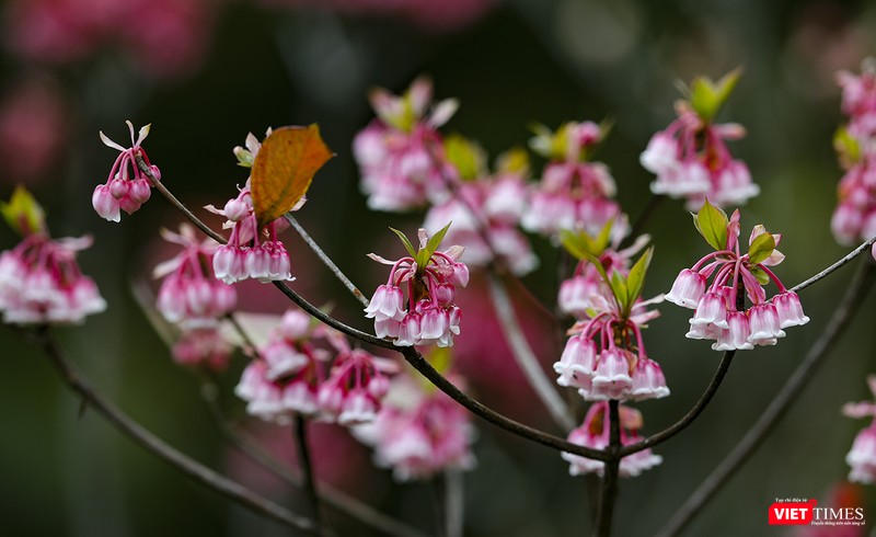 Cứ đến tháng 1 hàng năm thì hoa đào chuông trên đỉnh Bà Nà bắt đầu khoe sắc