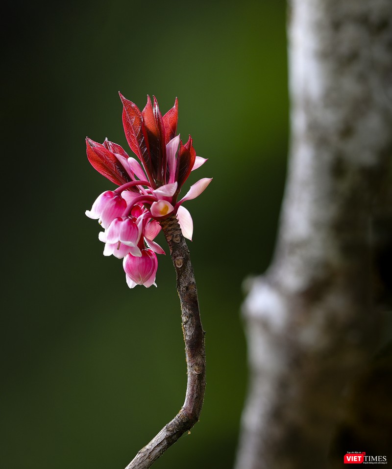 Những chồi non mới nở