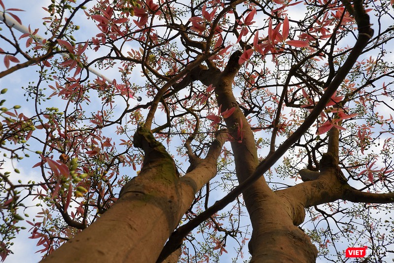 Dưới gốc cội mai già trăm tuổi có giá hàng tỷ đồng