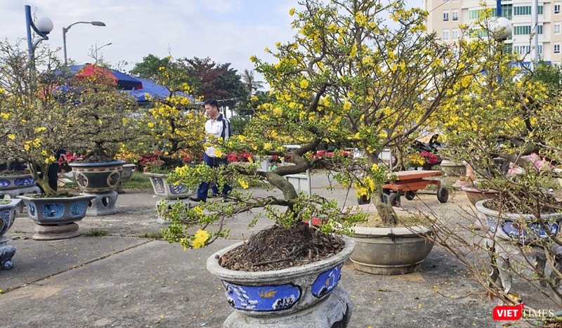 Mai Bình Định, một thương hiệu mai xuân nổi tiếng