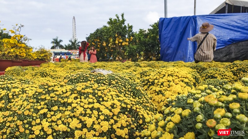 Cúc mâm xôi rực rỡ