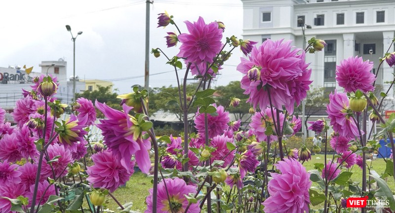 Thược dược khoe sắc xuân