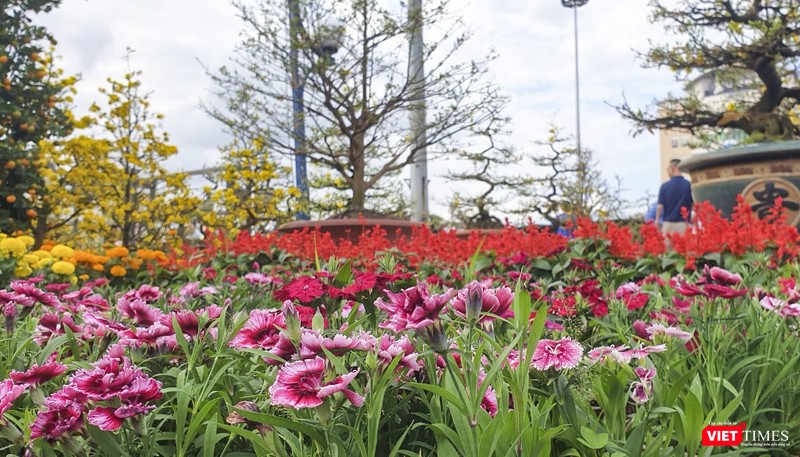 Chợ hoa xuân Đà Nẵng rực rỡ sắc màu