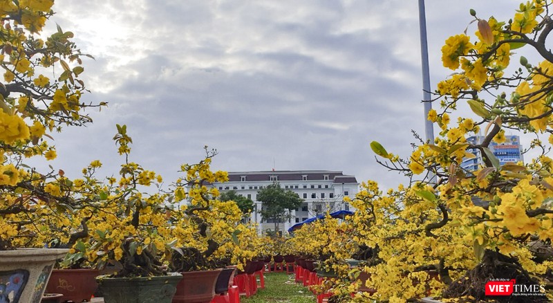 Mai vàng nghinh xuân