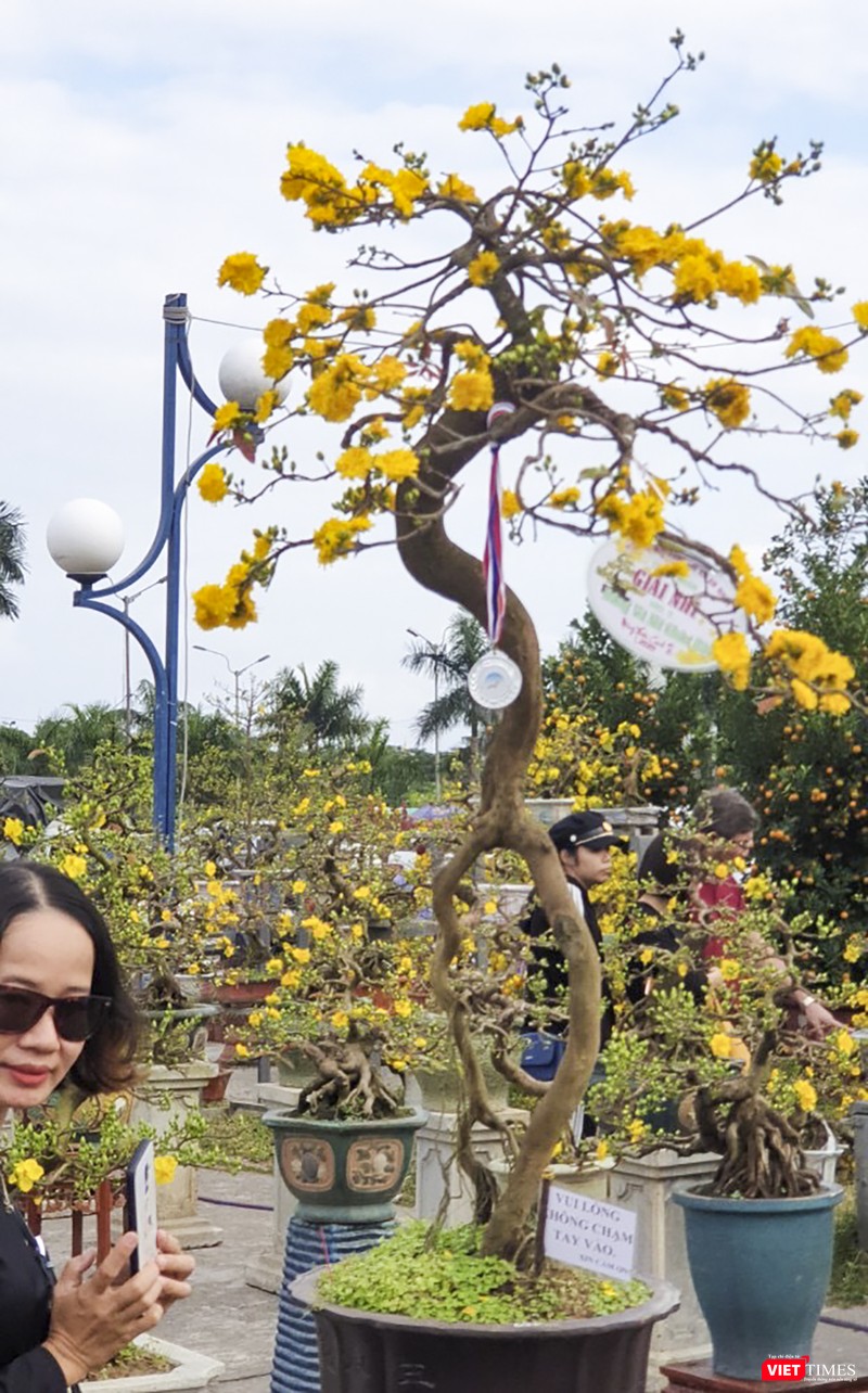 Một cội mai già với dáng thế "vũ nữ thân gầy" xuất hiện tại chơ hoa xuân