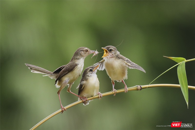 Chiền chiện bụng vàng chăm con – tên khoa học Yellow-bellied Prinia (Prinia flaviventris), một loài đặc hữu của rừng Sơn Trà Chiền chiện bụng vàng chăm con – tên khoa học Yellow-bellied Prinia (Prinia flaviventris), một loài đặc hữu của rừng Sơn Trà