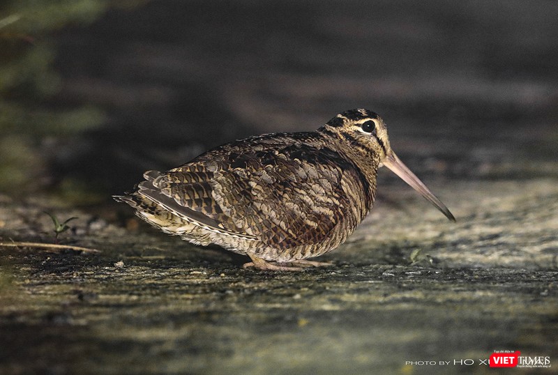 Chim nhát bà - tên khoa học Headshot-Eurasian Woodcock, một loại chim hiếm gặp ở Sơn Trà bởi số lượng cá thể và thời điểm xuất hiện. Chim nhát bà - tên khoa học Headshot-Eurasian Woodcock, một loại chim hiếm gặp ở Sơn Trà bởi số lượng cá thể và thời điểm xuất hiện.