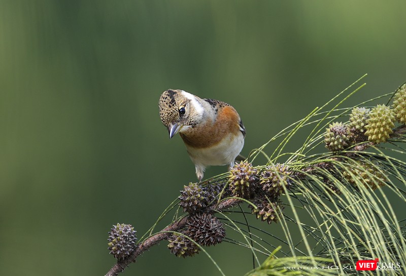 Chim sẻ đồng họng hồng – tên khoa học Brambling, một loài sẻ di cư đẹp hiếm thấy Chim sẻ đồng họng hồng – tên khoa học Brambling, một loài sẻ di cư đẹp hiếm thấy