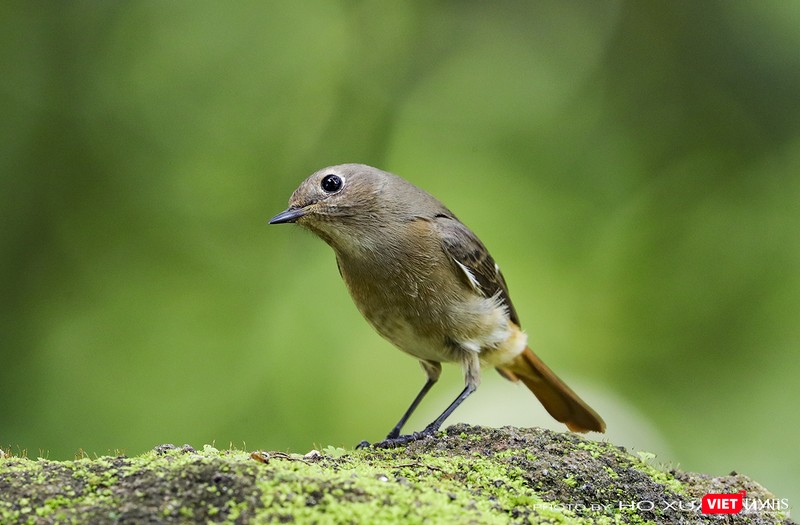 Chim đuôi đỏ núi đá trán xám, con mái -tên khoa học là Daurian Redstart Chim đuôi đỏ núi đá trán xám, con mái -tên khoa học là Daurian Redstart