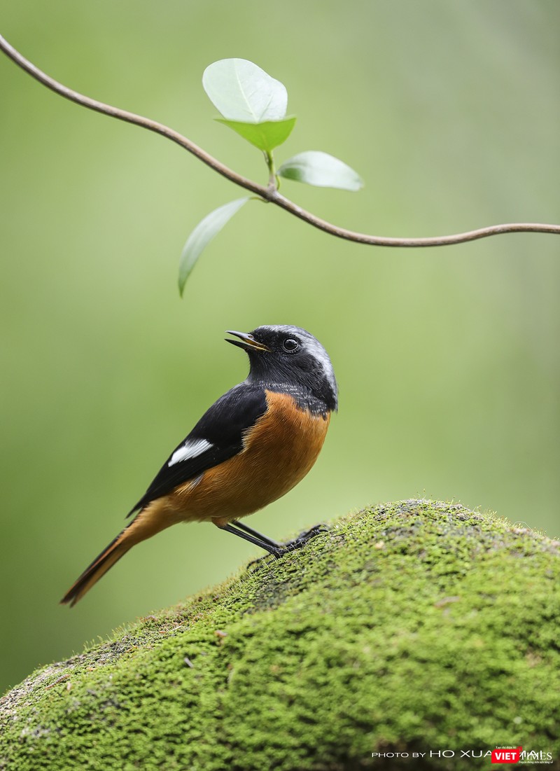 Chim đuôi đỏ núi đá trán xám, con trống-tên khoa học là Daurian Redstart Chim đuôi đỏ núi đá trán xám, con trống-tên khoa học là Daurian Redstart