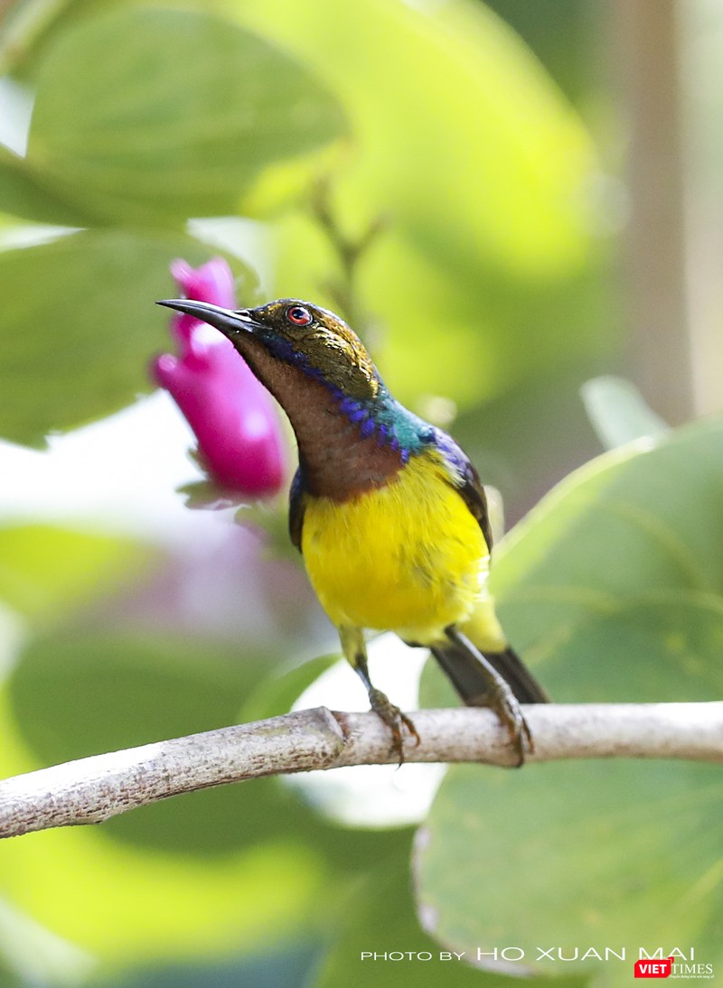 Hút mật họng nâu, con trống– tên khoa học Anthreptes malacensis, một trong những loài phân bố nhiều ở miền Nam cũng di cư về rừng Sơn Trà Hút mật họng nâu, con trống– tên khoa học Anthreptes malacensis, một trong những loài phân bố nhiều ở miền Nam cũng di cư về rừng Sơn Trà